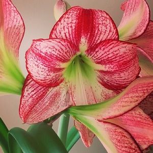 Meet your Posher, Hallie